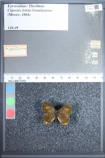 Media type: image;   Entomology 68066